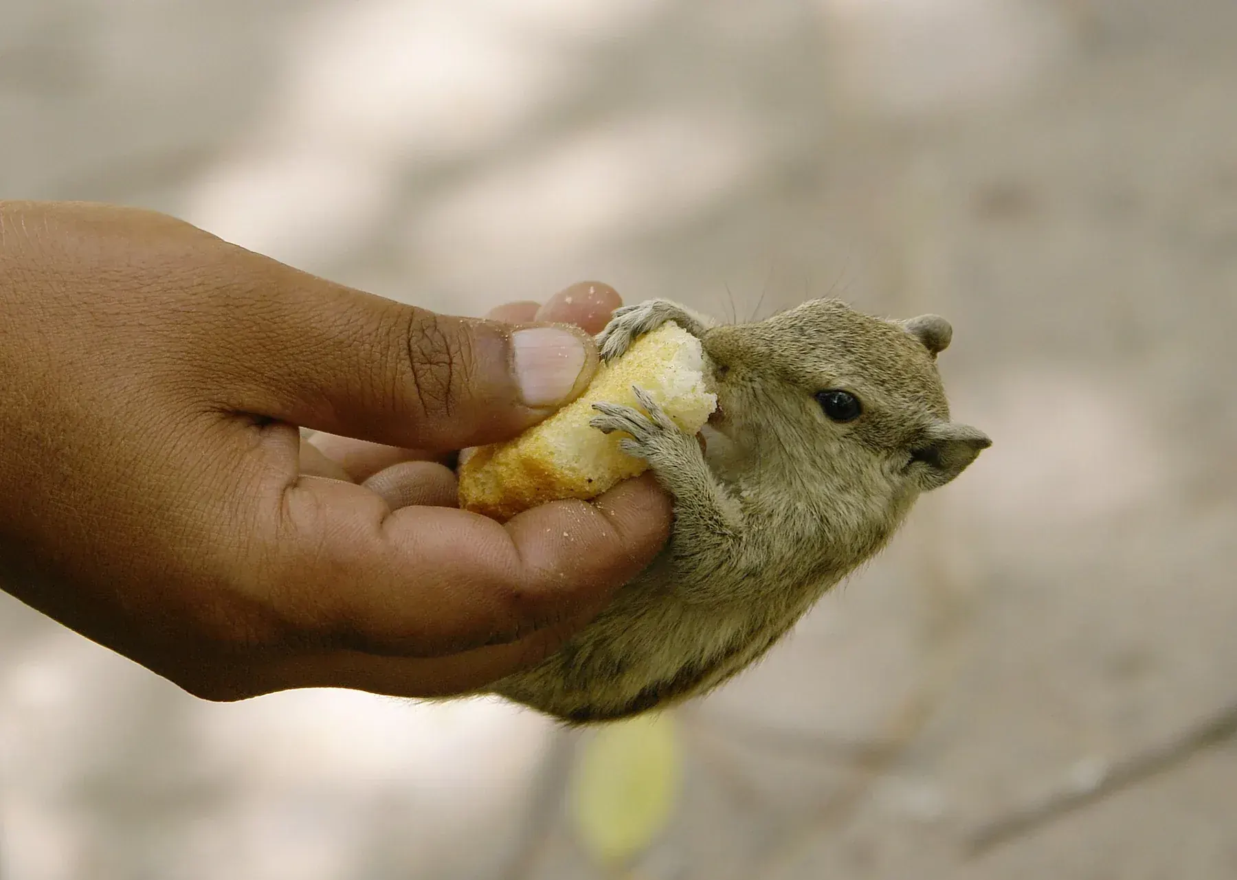 Squirrel on hand, Taj Mahal, Agra