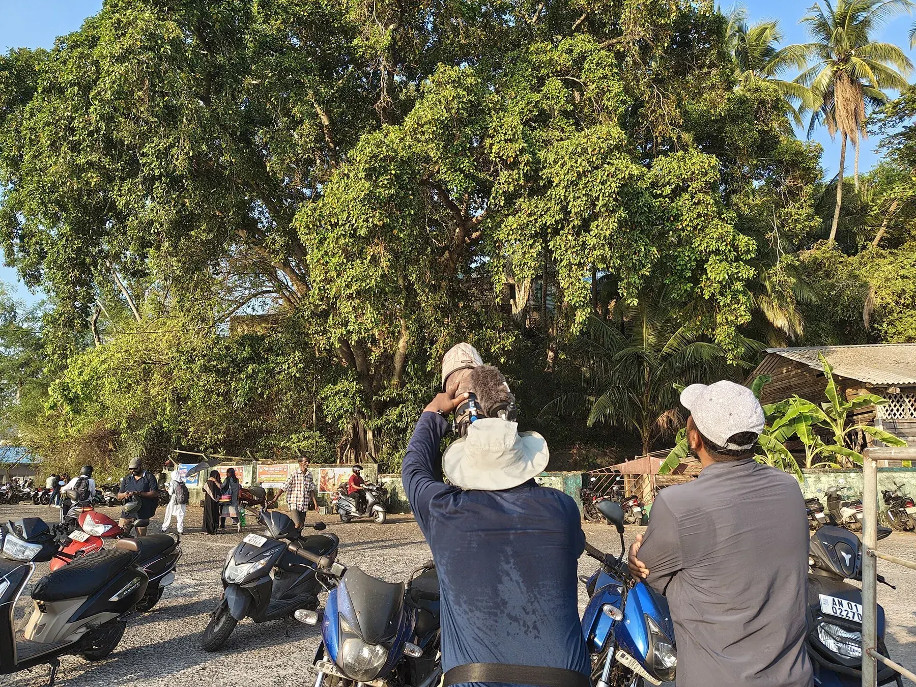 Birdwatchers watching Pied Imperial Pigeon at Chatham Jetty, Port Blair (42660)
