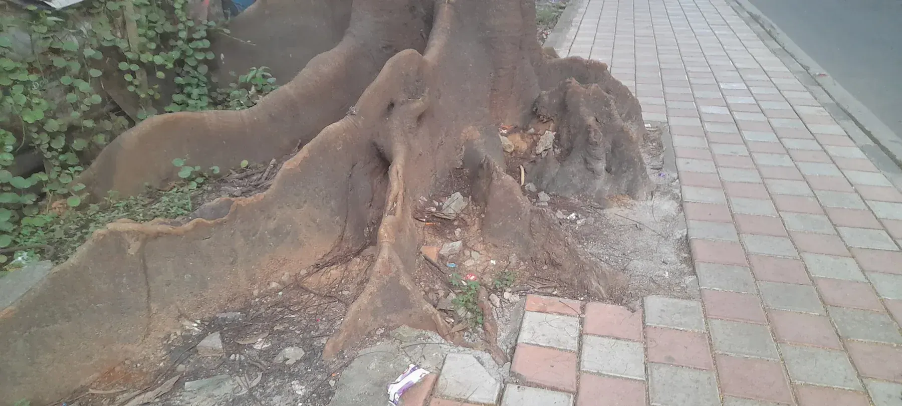 Buttress root-1-RM Nagar-Bangalore -India