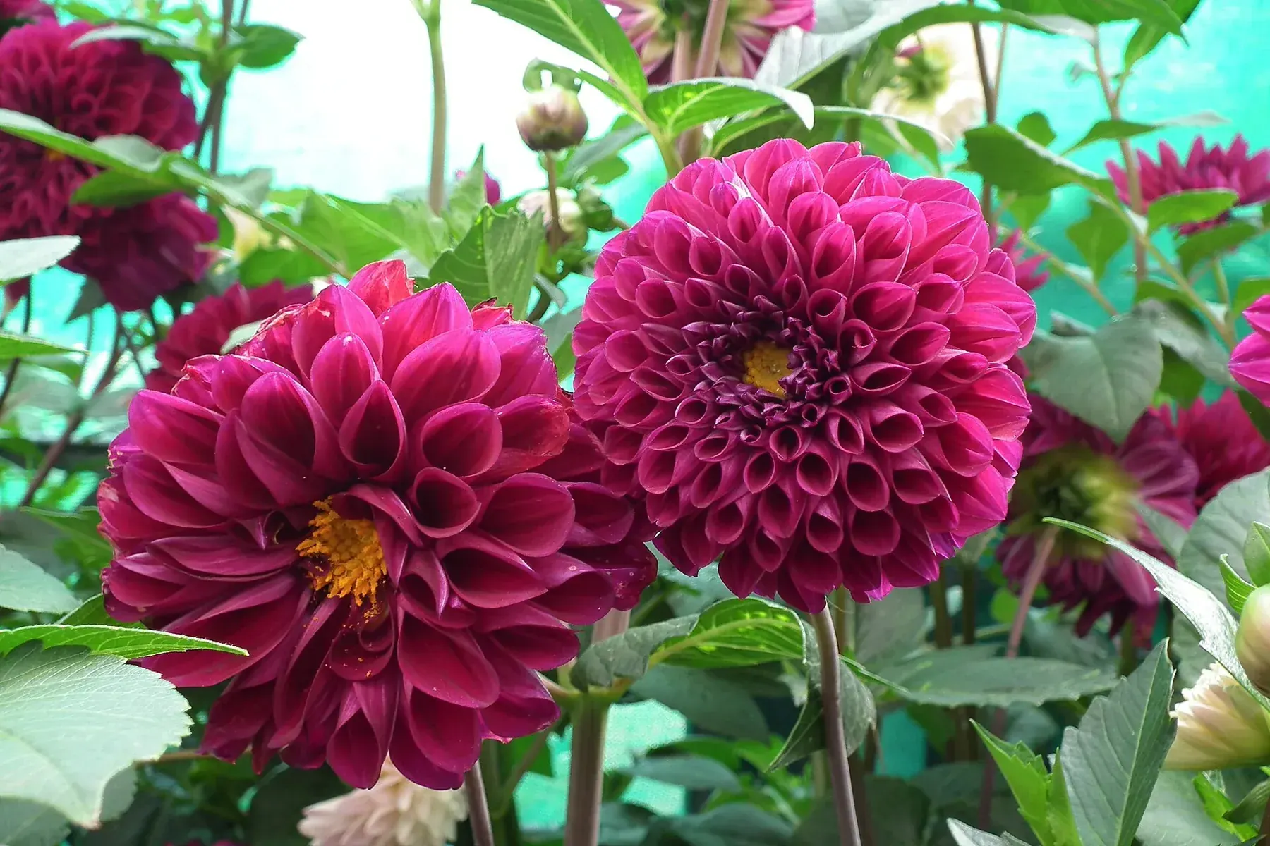 Dahlia at Lalbagh flowershow aug2011 7033