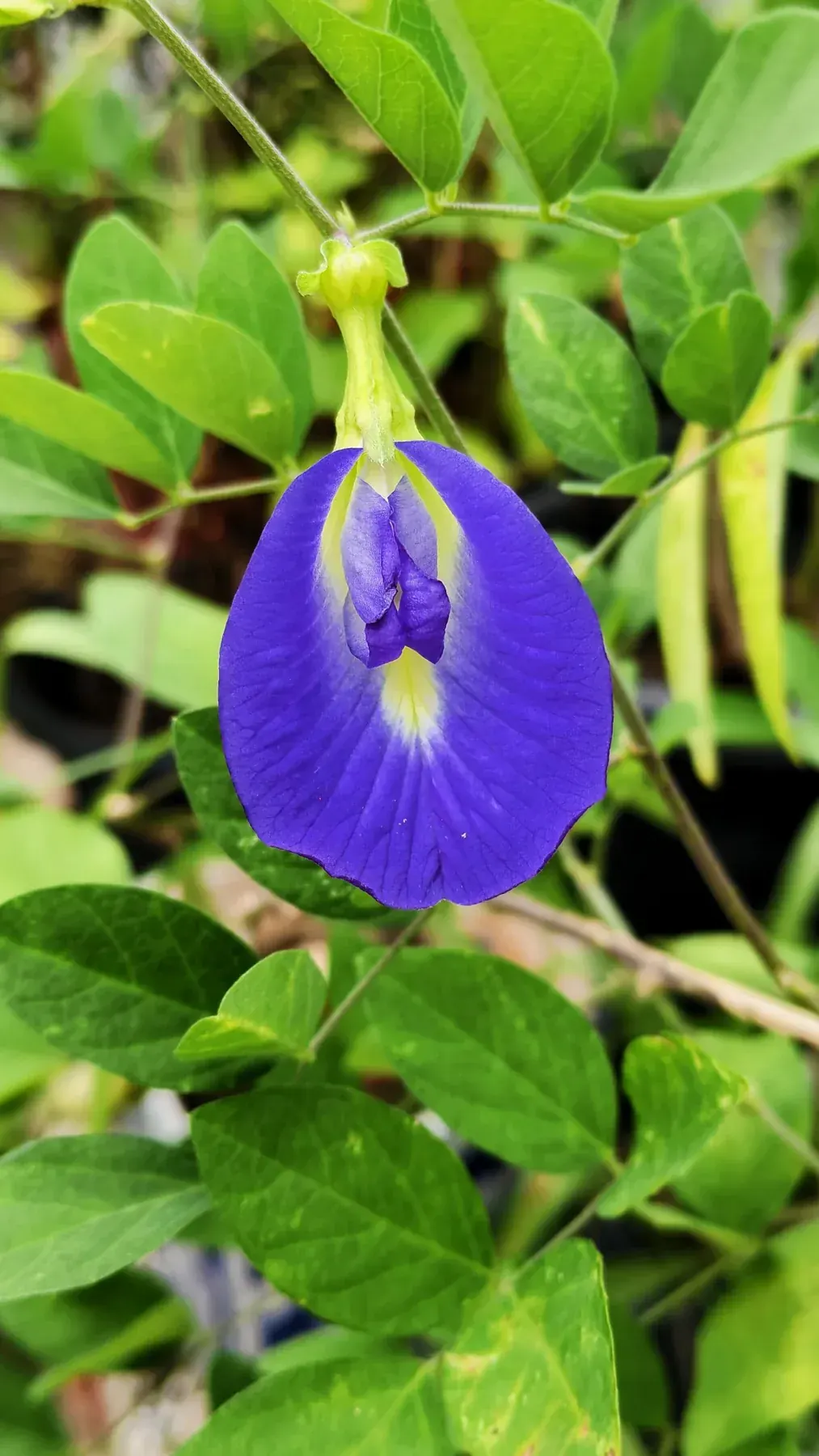 Clitoria ternatea - Asian pigeonwings in Bhopal, India September 2025