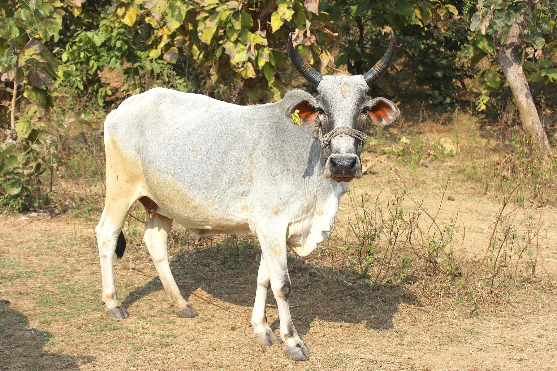 Cow near Bhopal India 01
