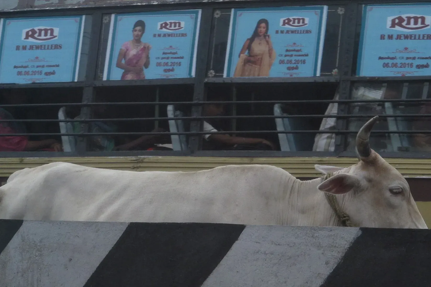 Cow in Chennai , India