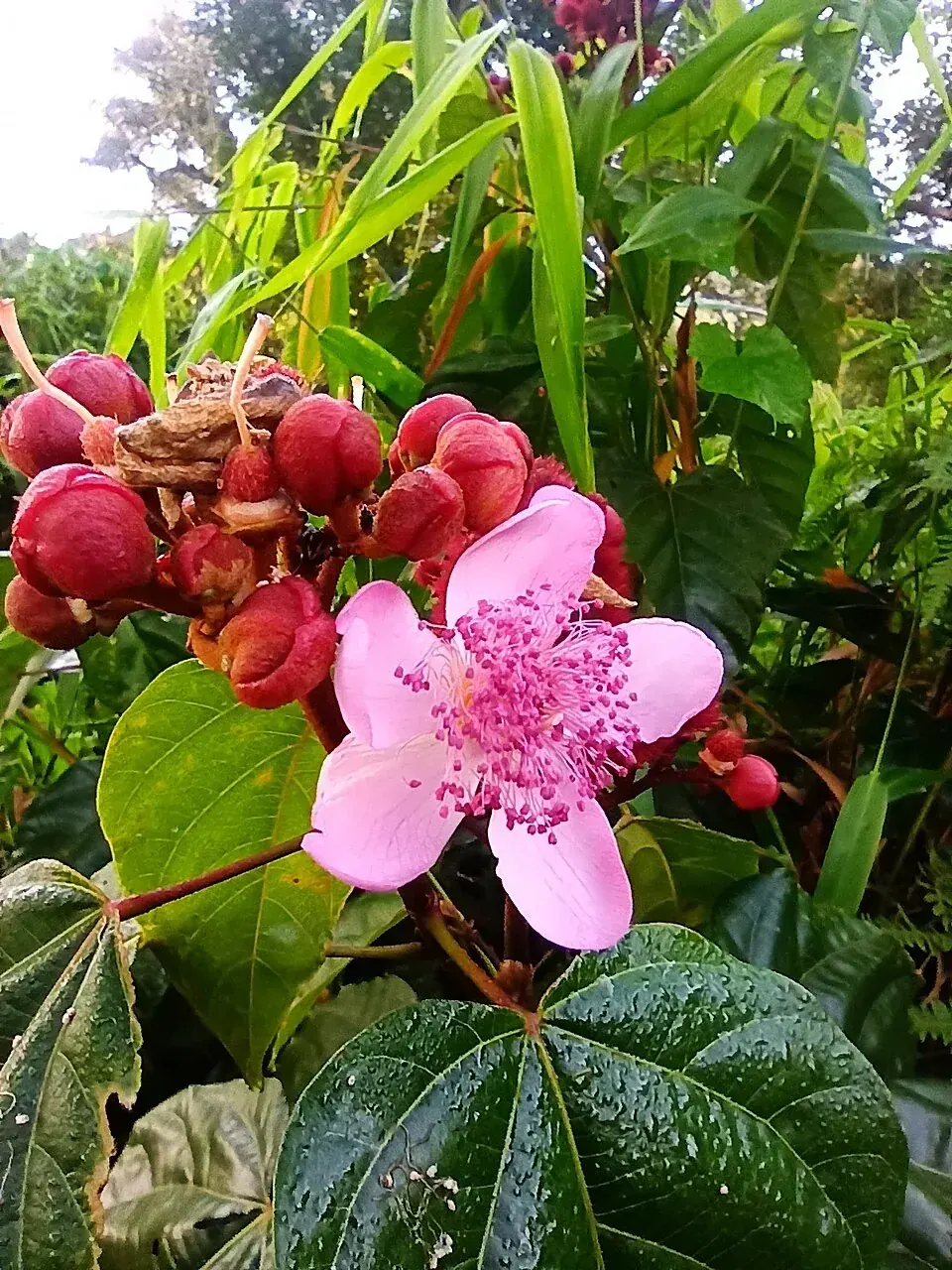 Bixa orellana 5