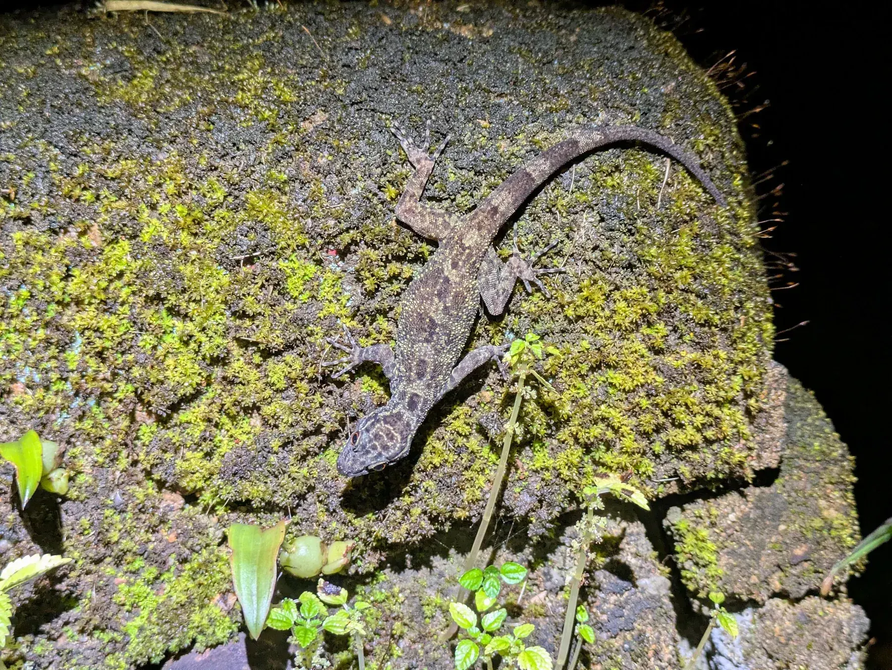 Cnemaspis sp. (aff. wynadensis clade) - Coorg, Karnataka, India - 1