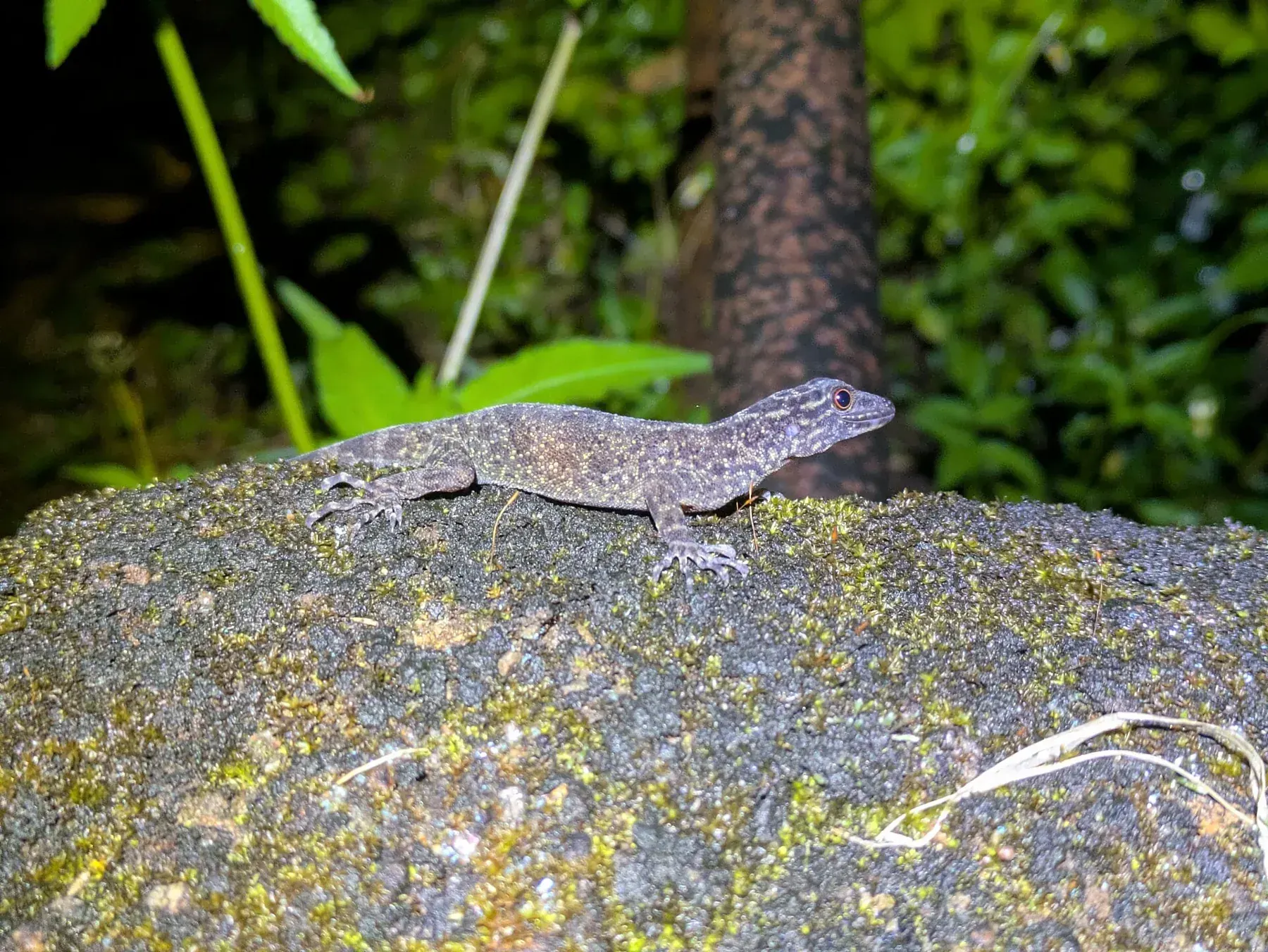 Cnemaspis sp. (aff. wynadensis clade) - Coorg, Karnataka, India - 2