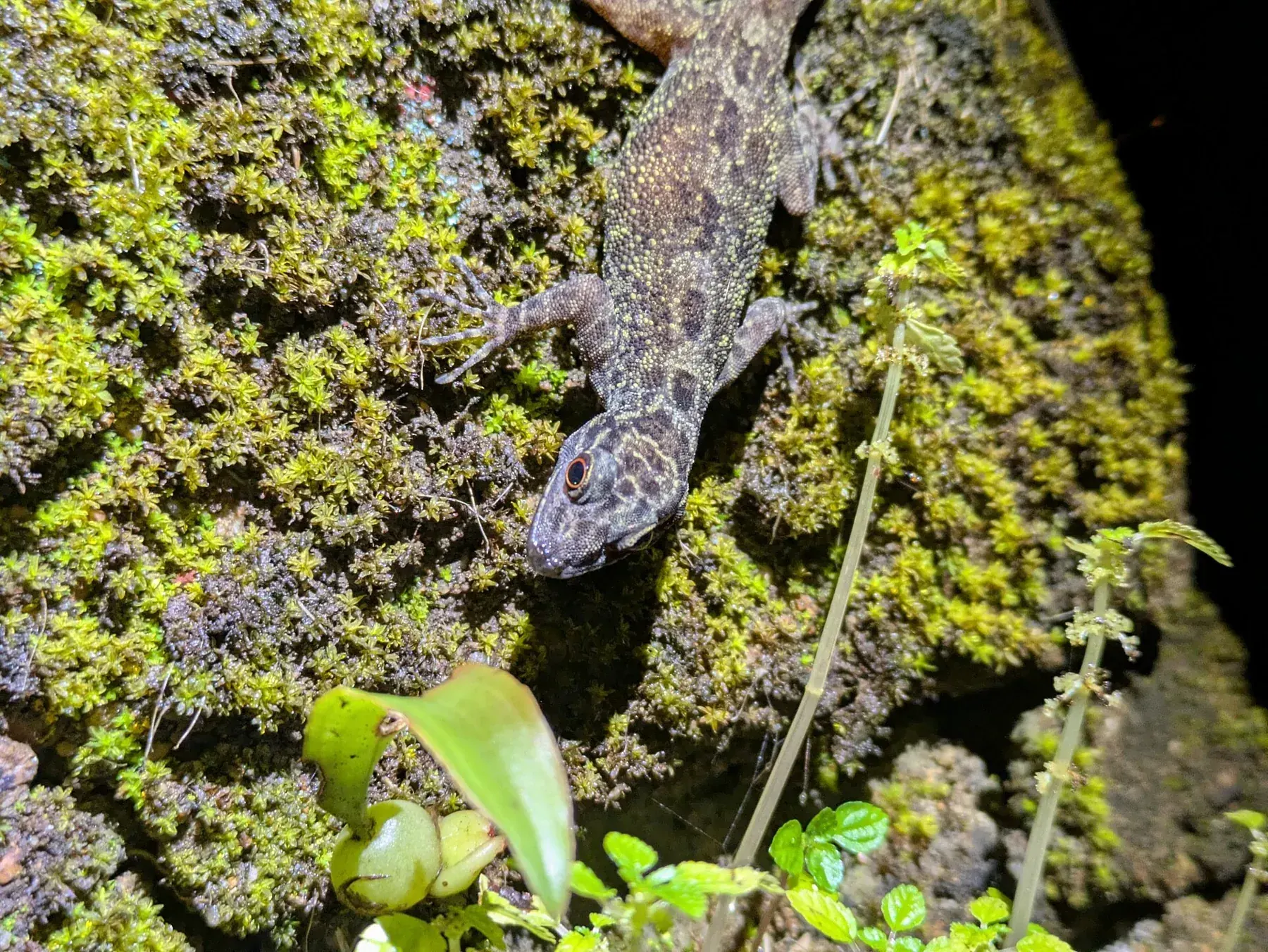 Cnemaspis sp. (aff. wynadensis clade) - Coorg, Karnataka, India - 3