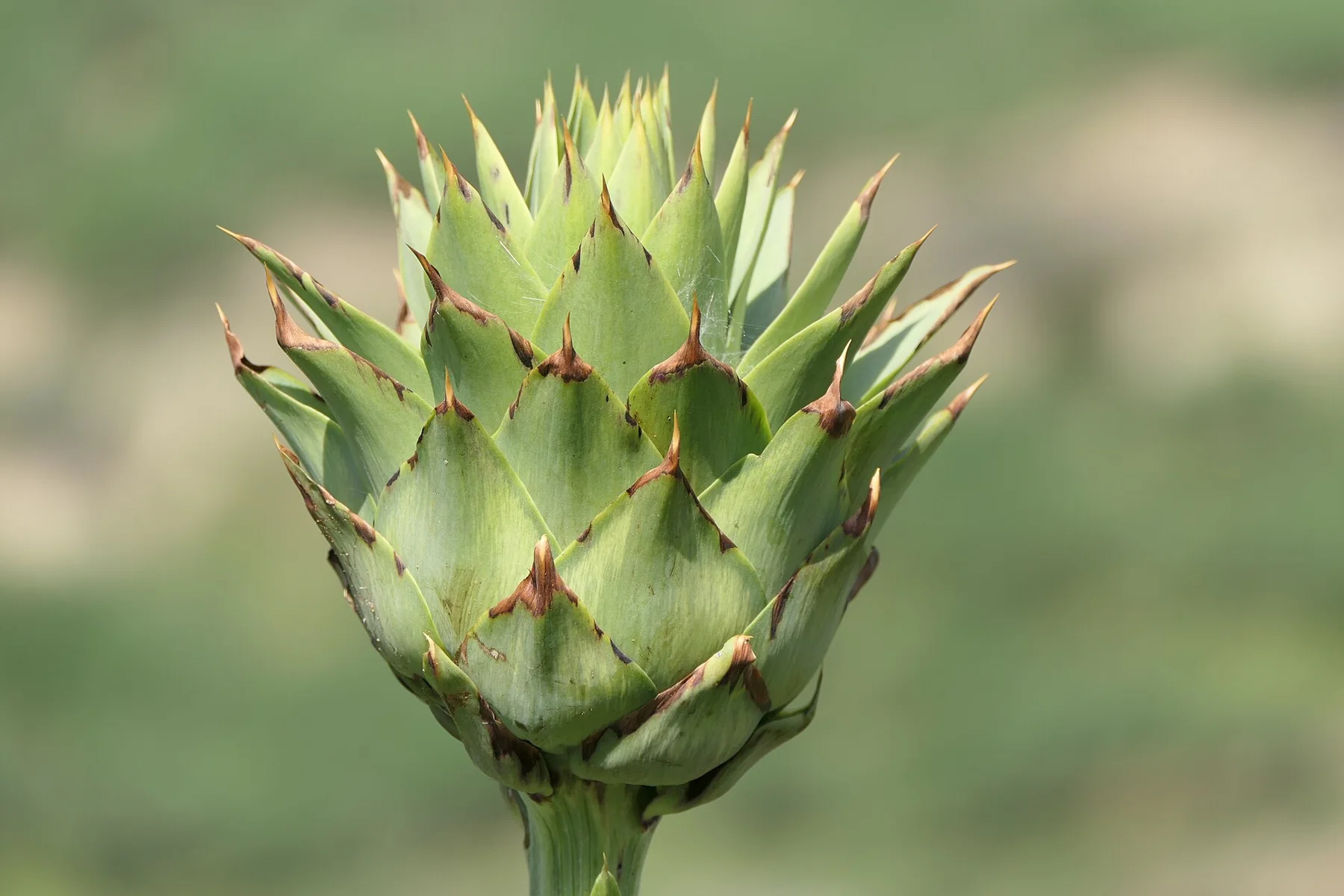 Cynara-cardunculus-Sitia-Crete-Greece-2