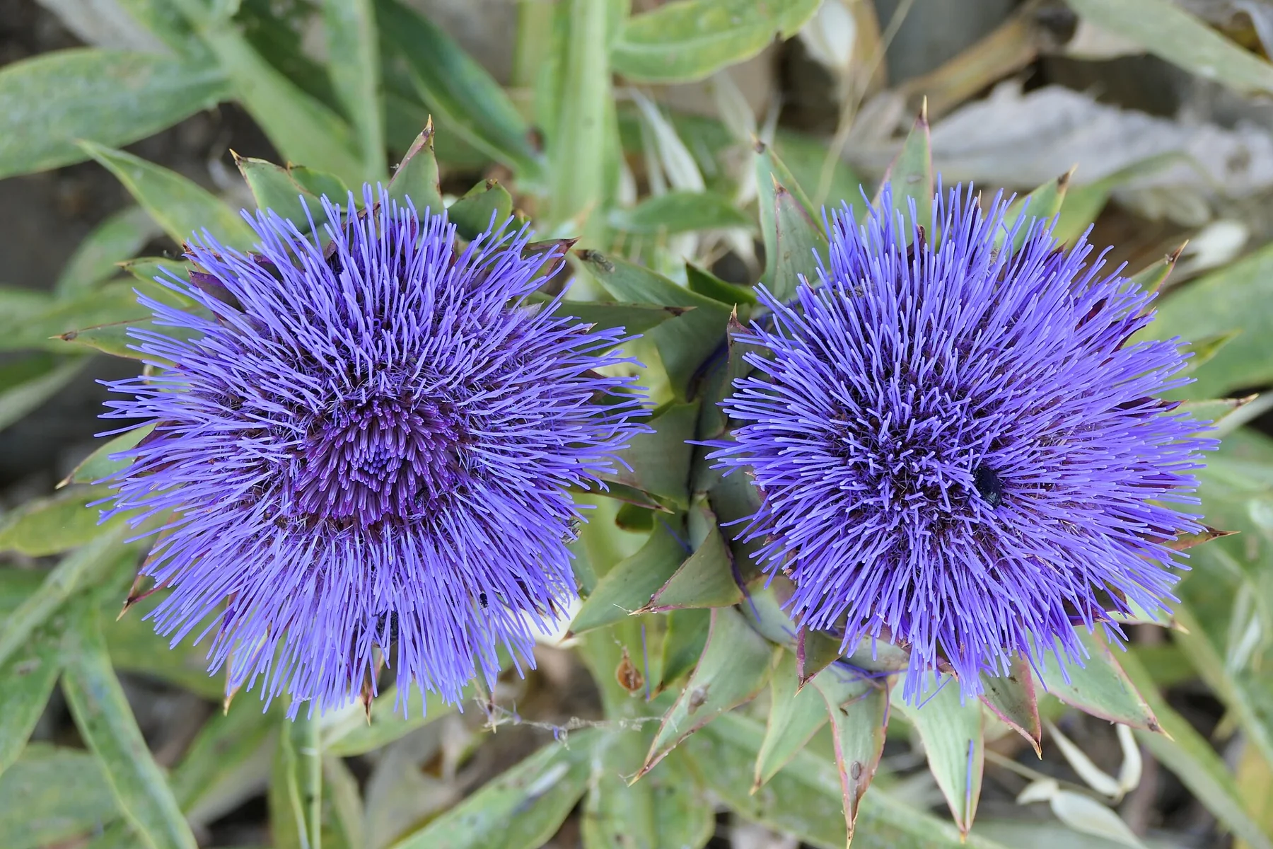 Cynara-cardunculus-Sitia-Crete-Greece-3
