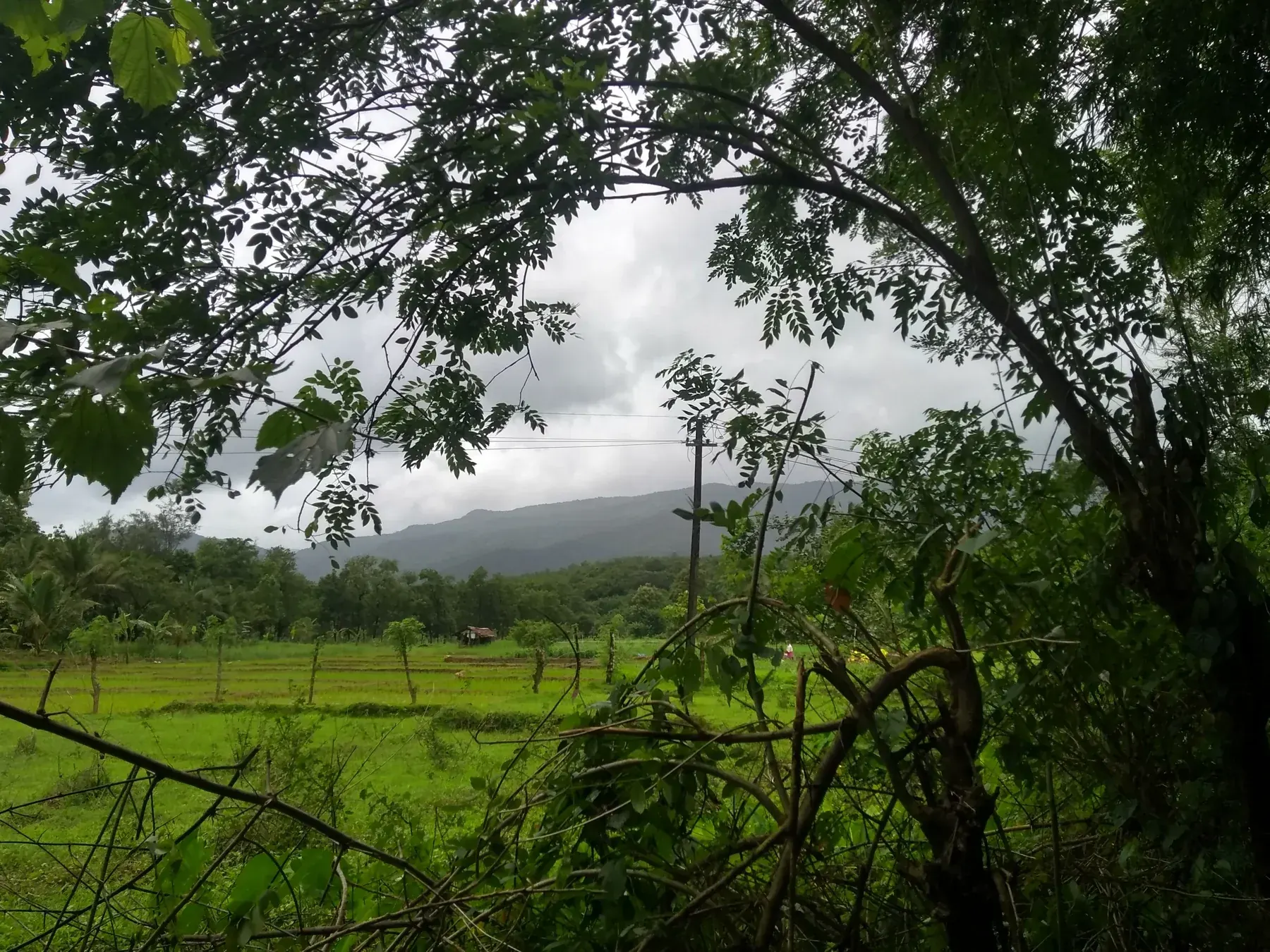 Horticultural farm in Goa, India. 27