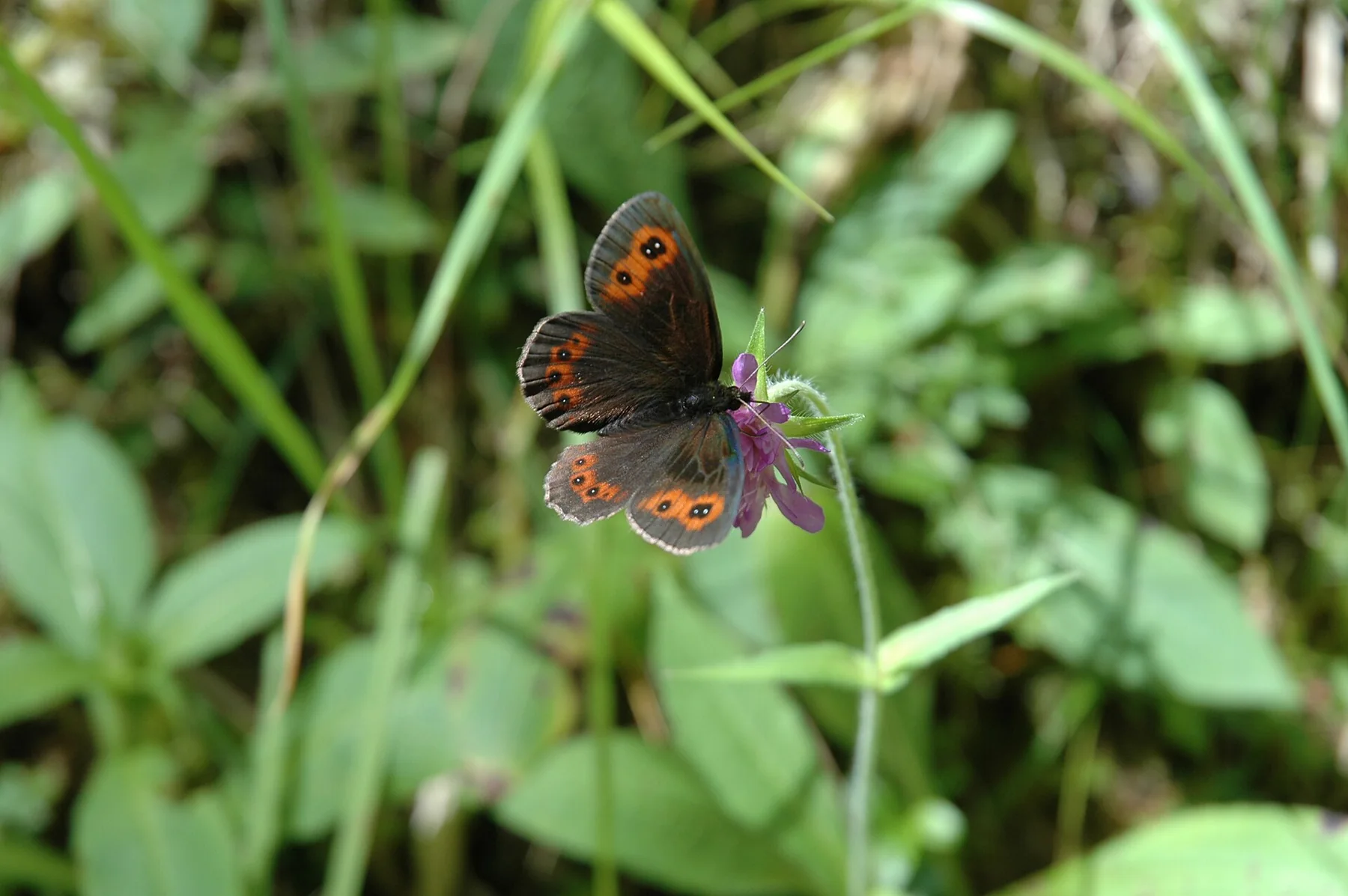 Butterfly on flower, Leutasch A