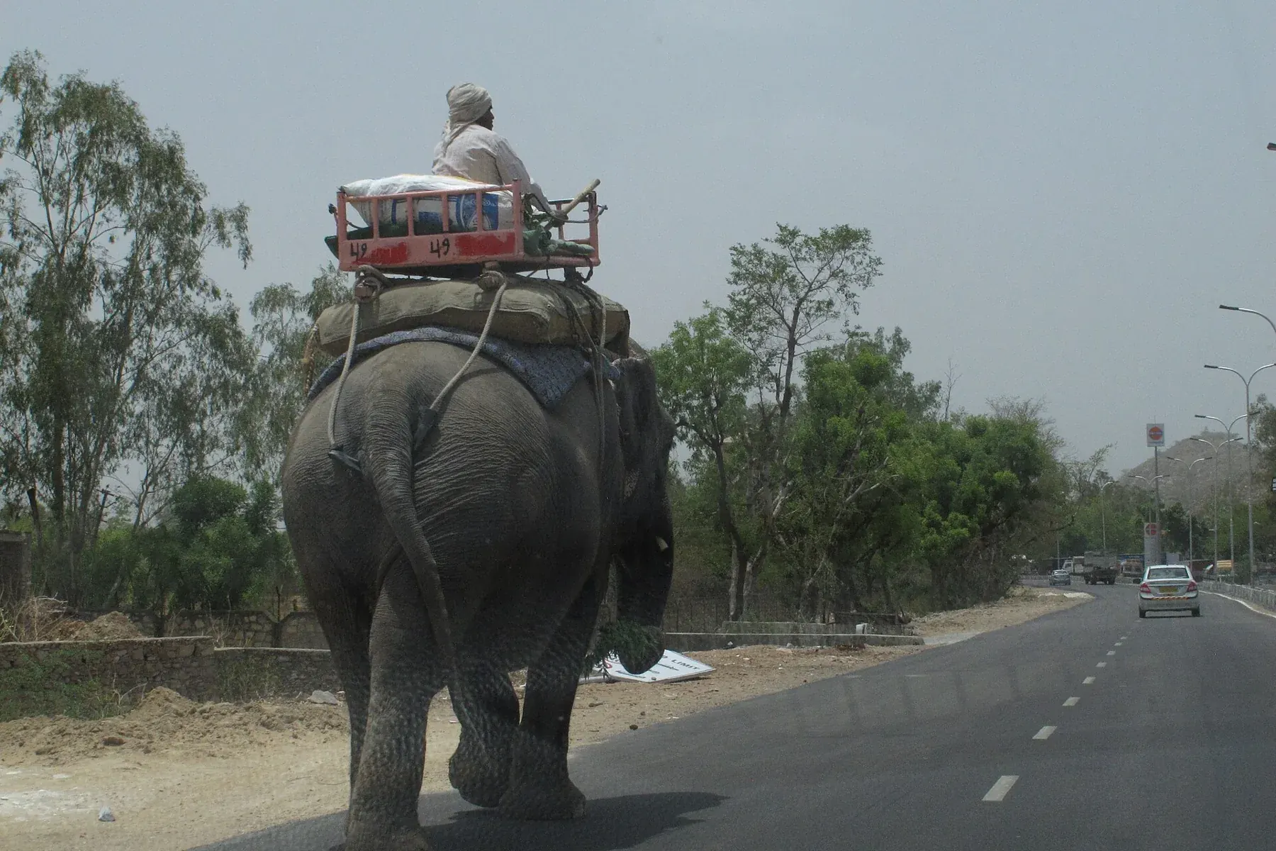 Elephant on highway between Delhi and Jaipur