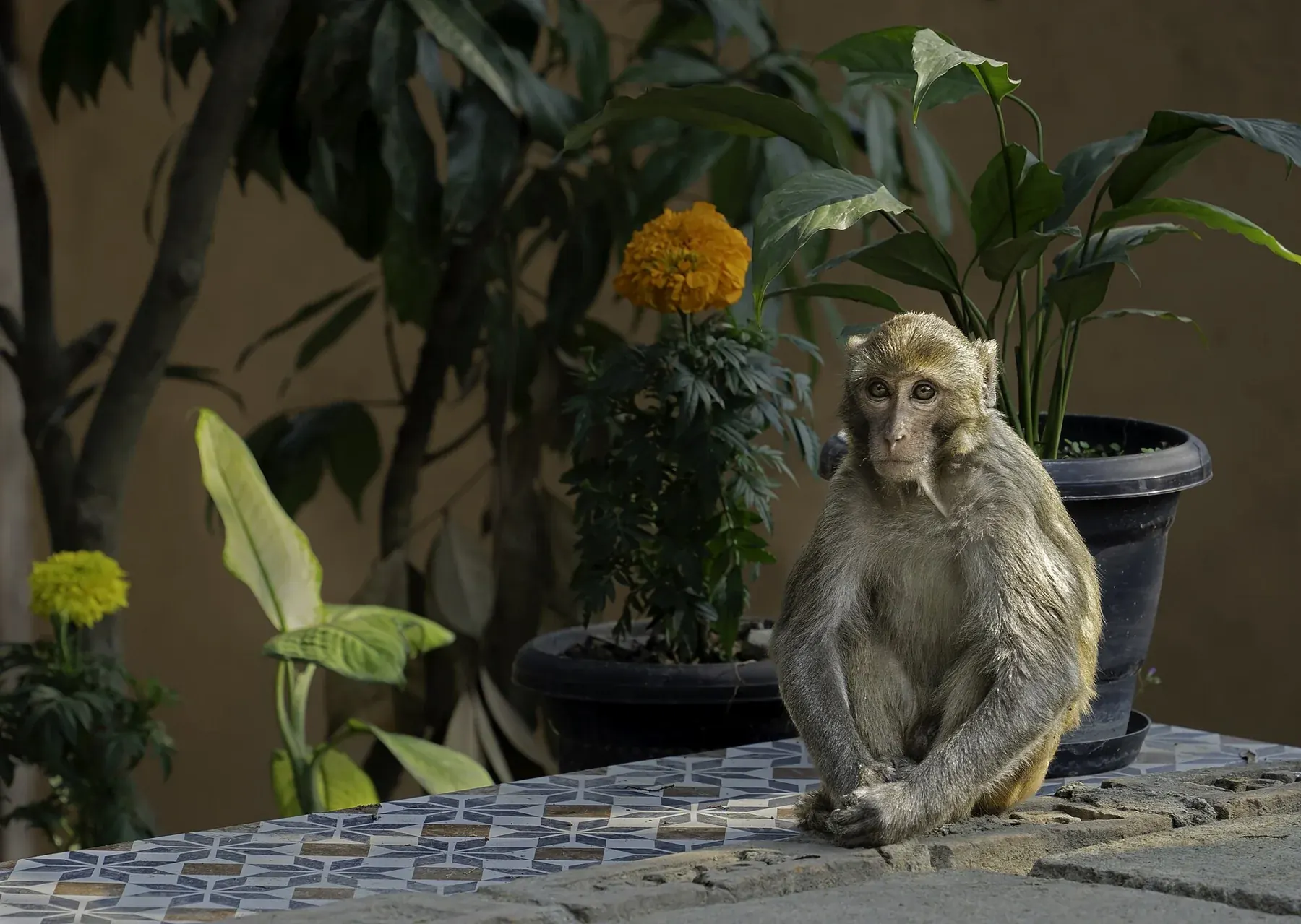 A bonnet macaque (Macaca radiata) at Kaziranga, Assam, India 1
