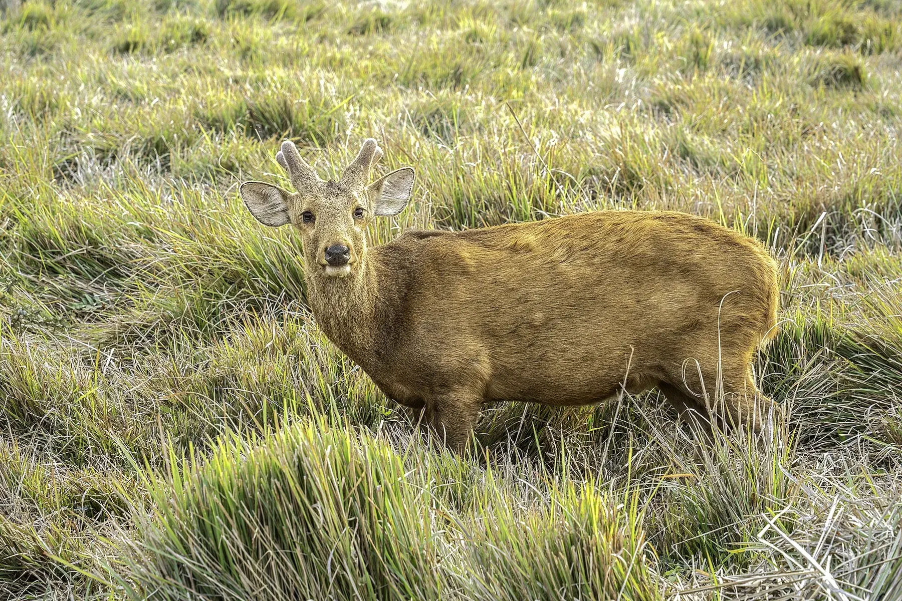 A hog deer (Axis porcinus) at Kaziranga National Park, Assam, India 1