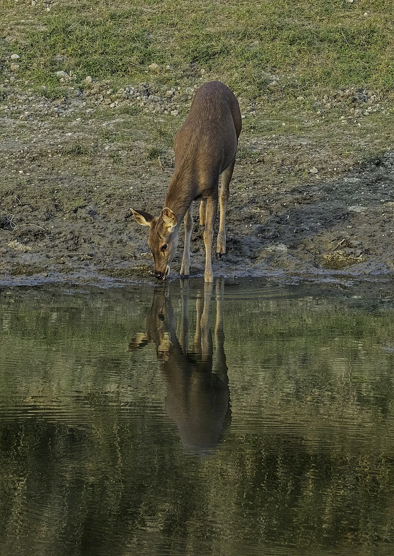 A hog deer (Axis porcinus) at Kaziranga National Park, Assam, India 1 2