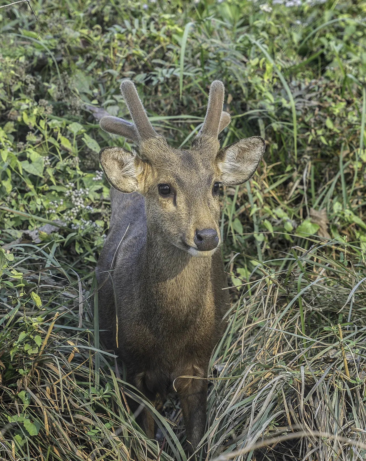 A hog deer (Axis porcinus) at Kaziranga National Park, Assam, India 1 a
