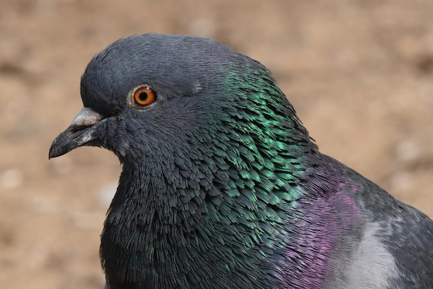 Common pigeon at Waterlow Park, London, United Kingdom 01
