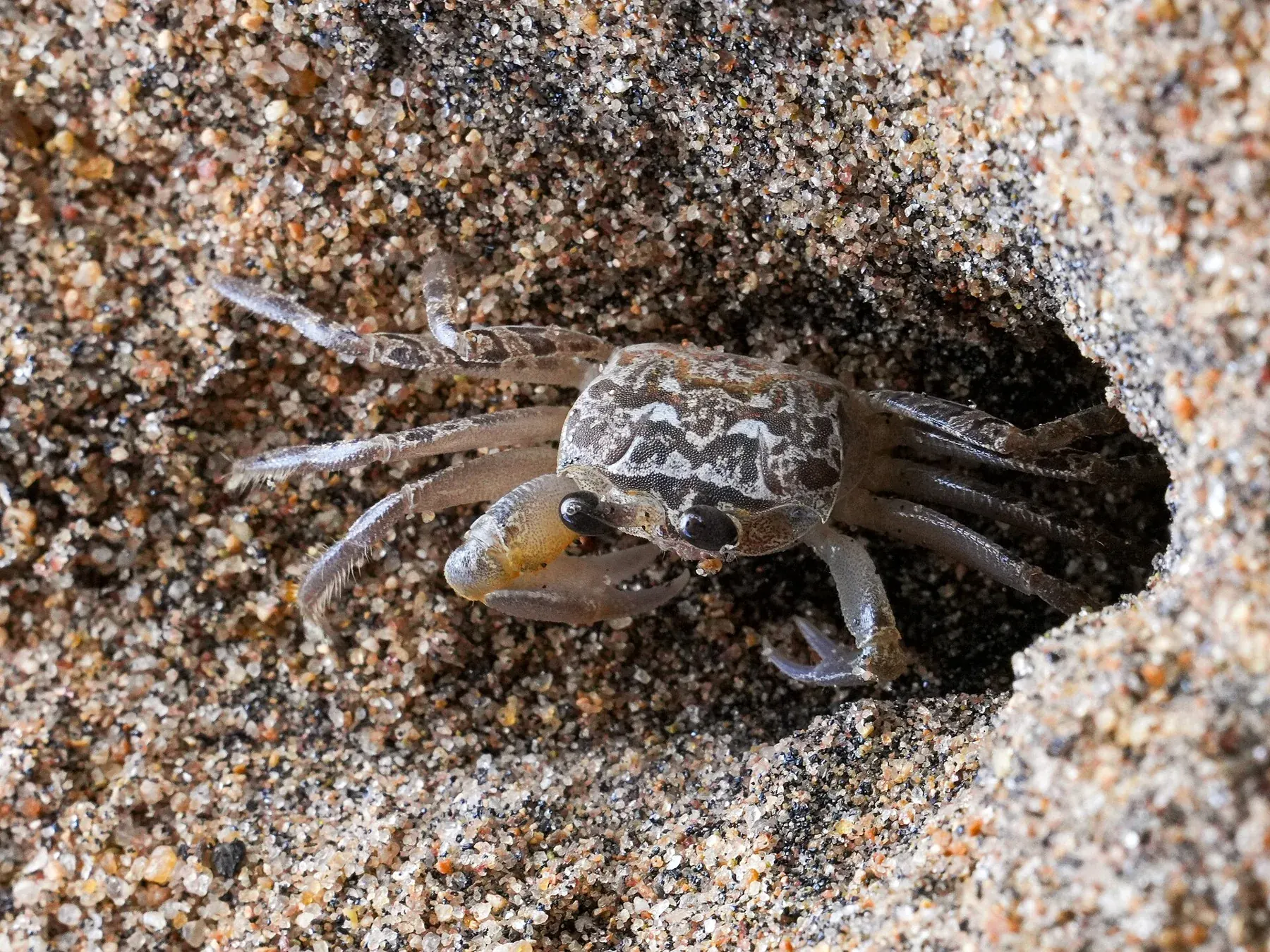 Ghost Crab Burrow Mahabalipuram Sep24 A7CR 03085