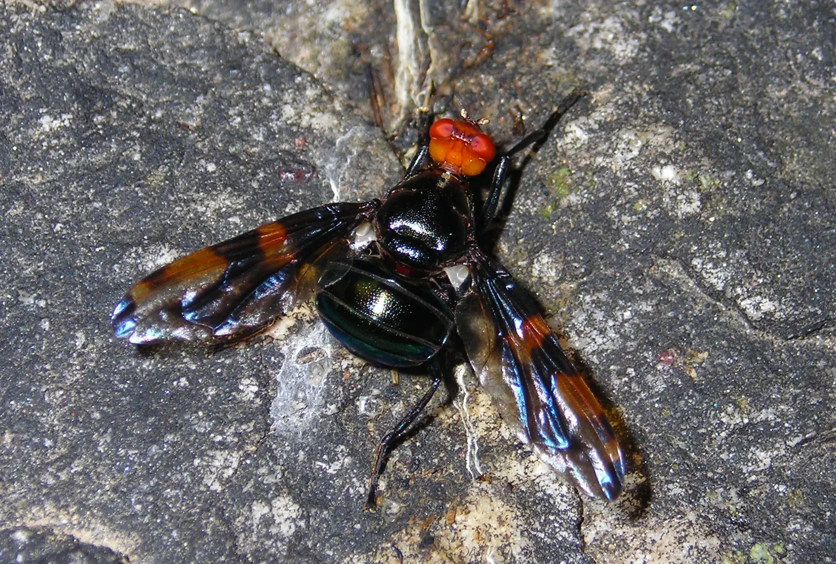 Dipteran in Himachal Pradesh, India (2)