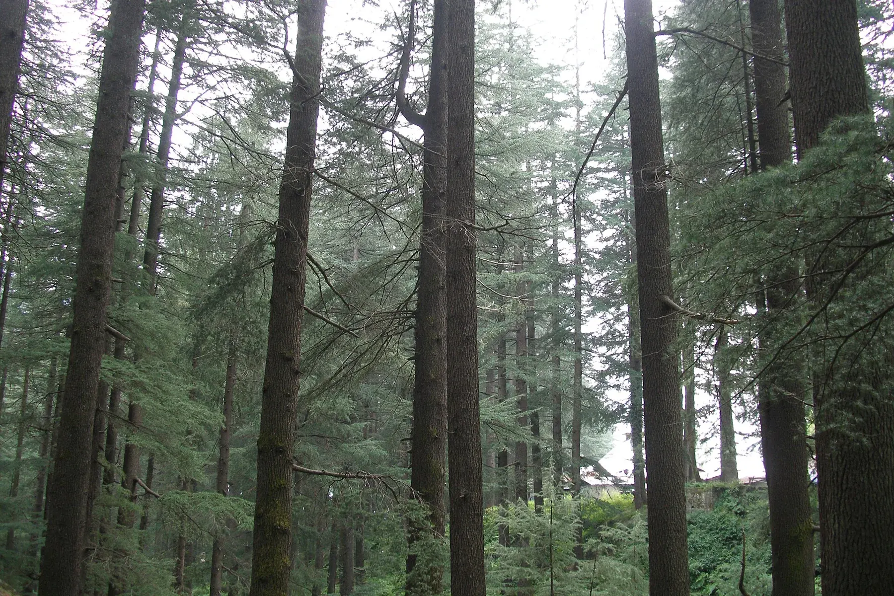 Kullu Valley, Manali, Pine forest, India