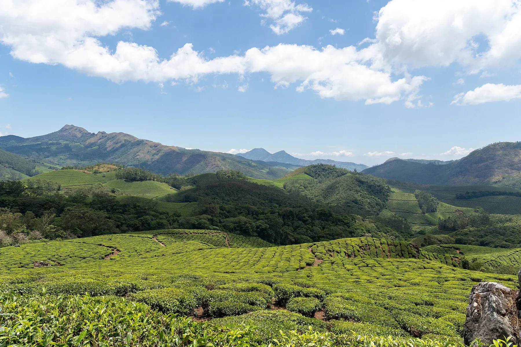 Eravikulam National Park-WUS07189