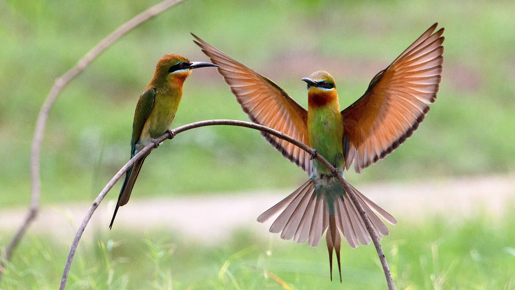 Blue tailed bee eater 1