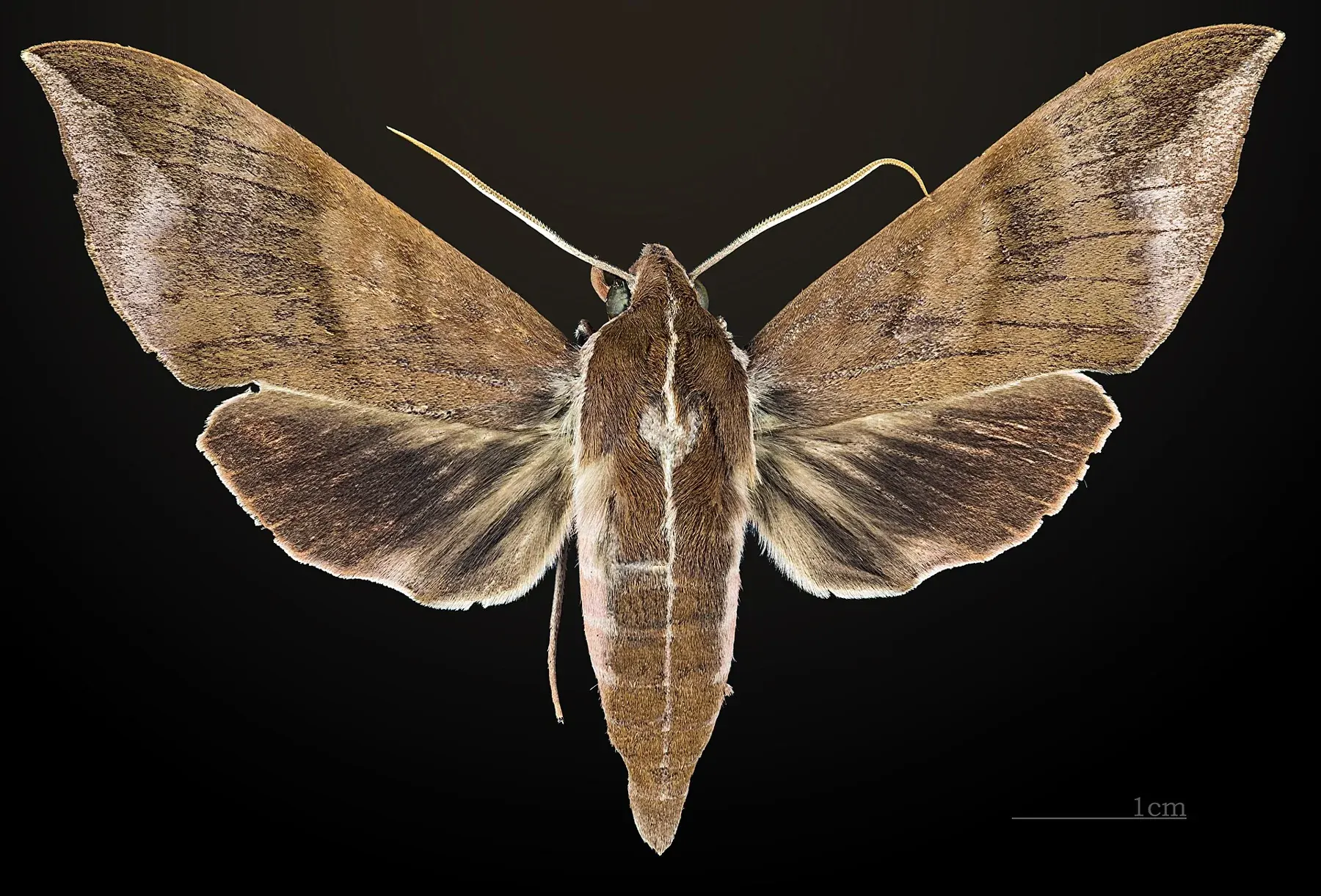 Ampelophaga rubiginosa MHNT CUT 2010 0 28 Nainital India male dorsal