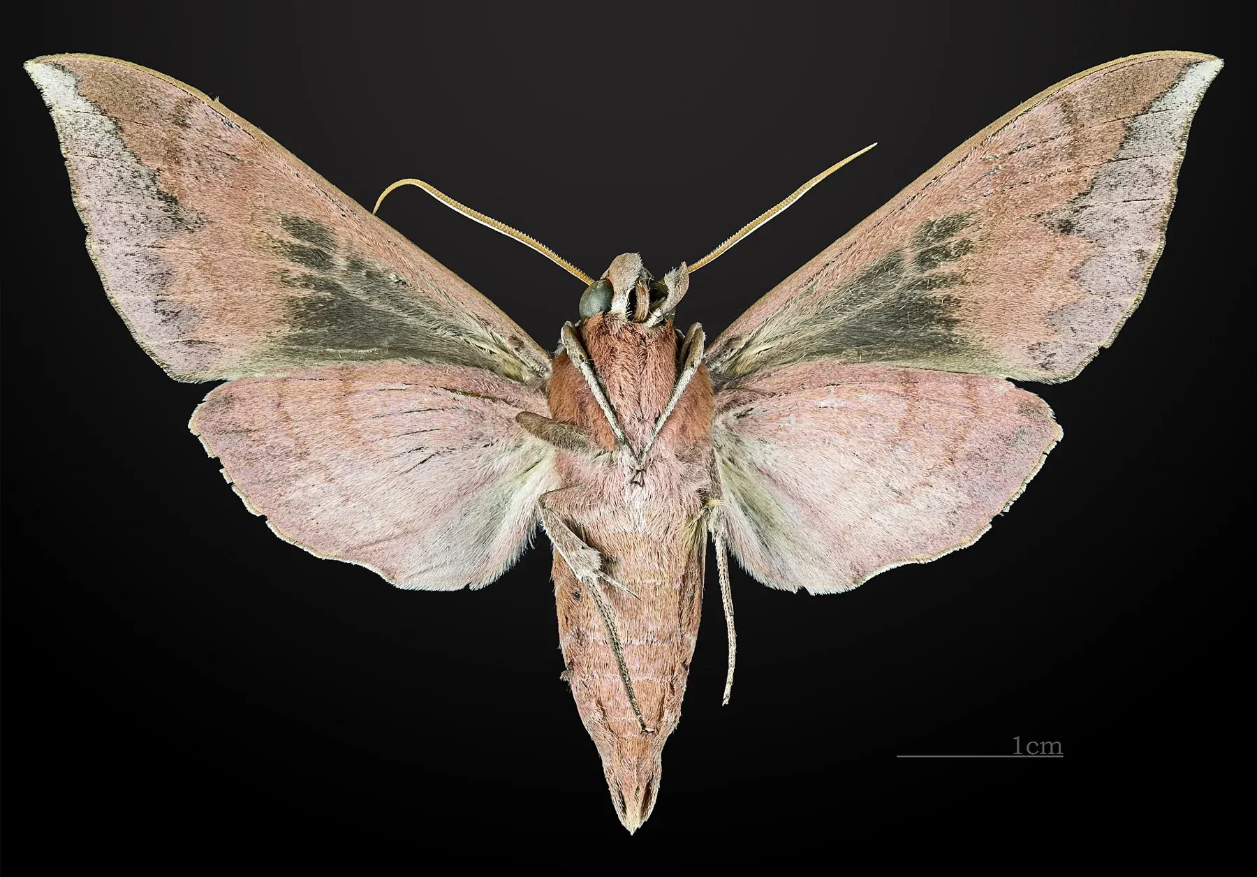 Ampelophaga rubiginosa MHNT CUT 2010 0 28 Nainital India male ventral