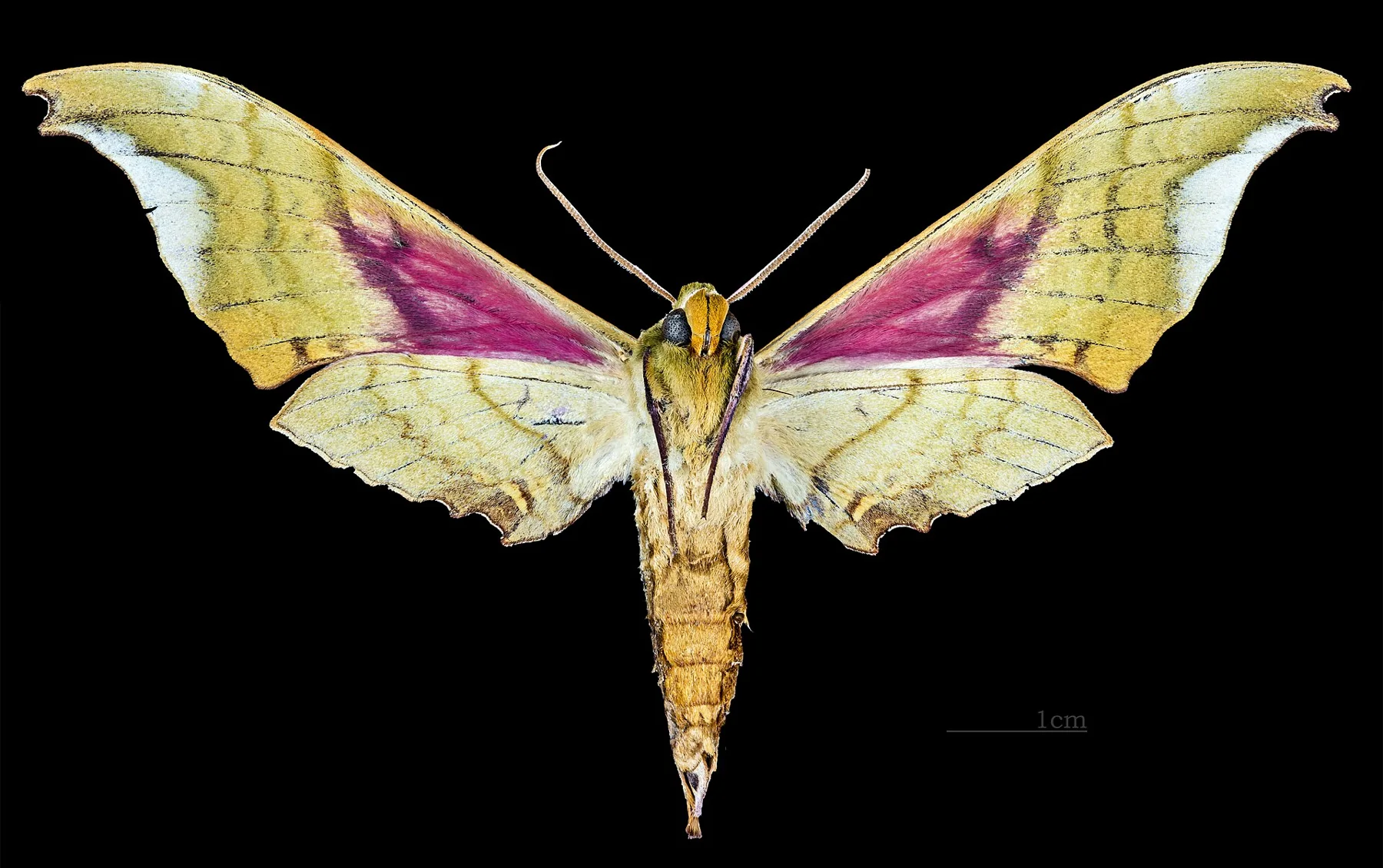 Adhemarius donysa MHNT CUT 2010 0 31 La Esperanza Oaxaca Mexico male ventral