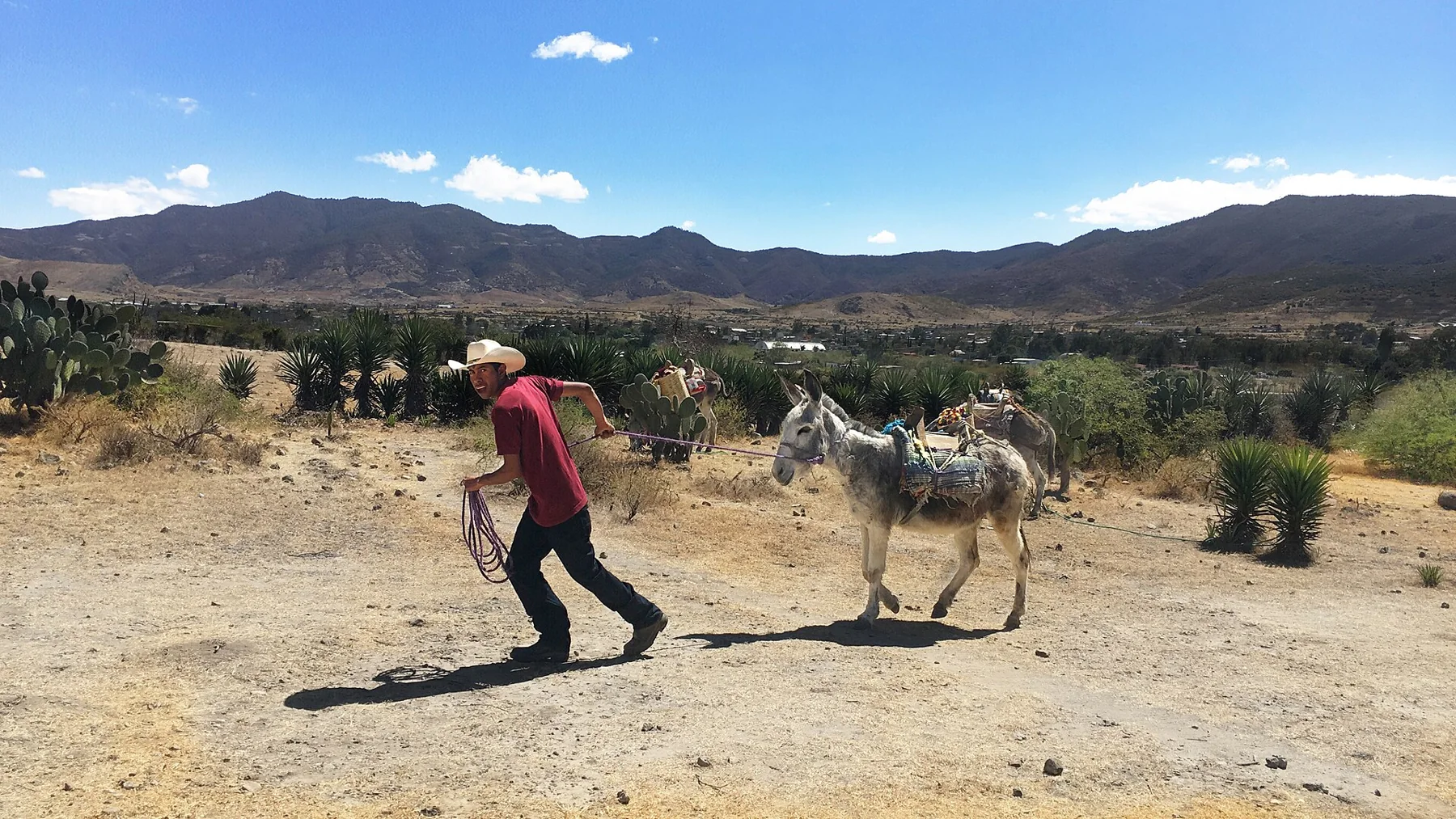 Arriero en Matatlán, Oaxaca, México