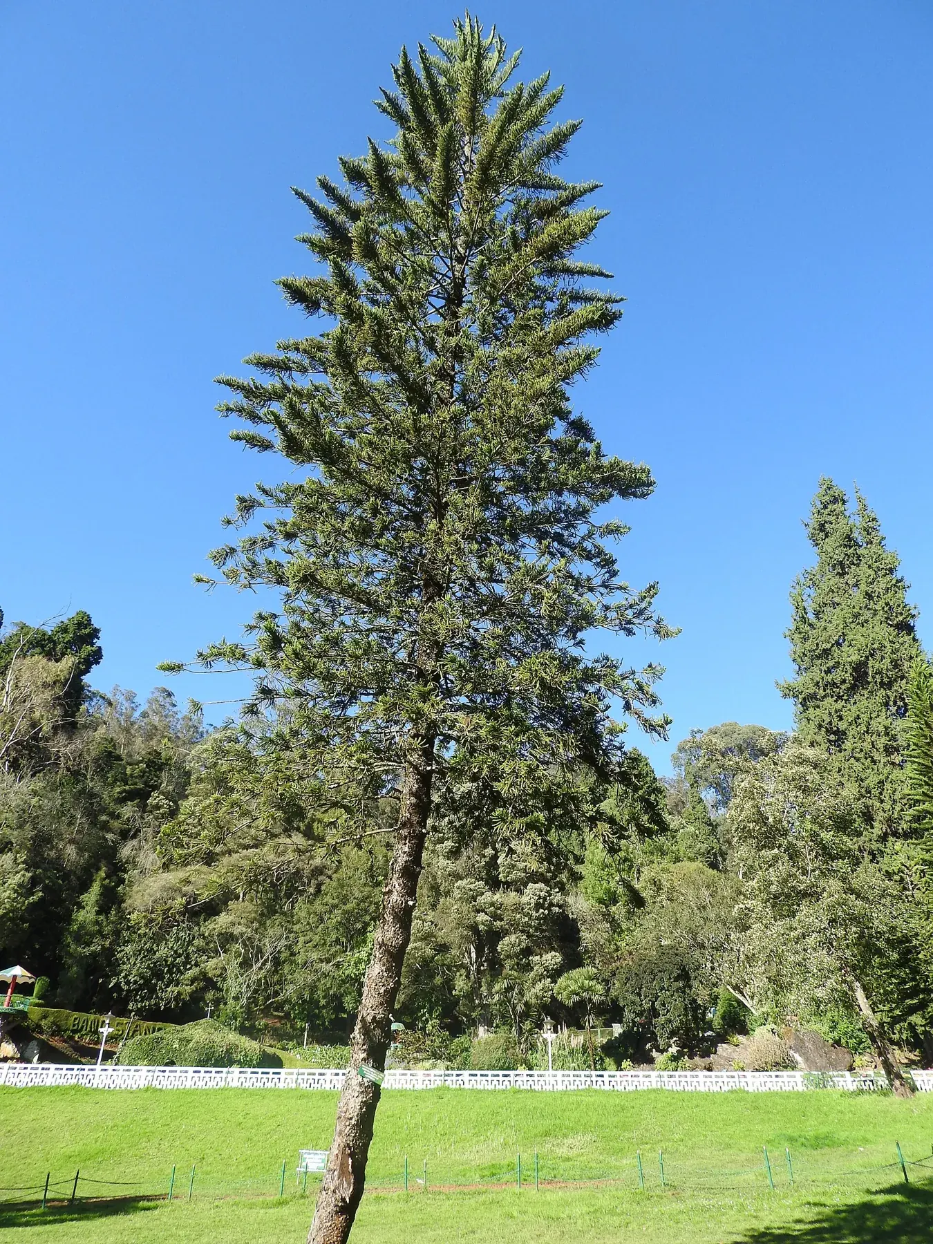 Araucaria columnaris, Botanical Garden, Ooty, India 1
