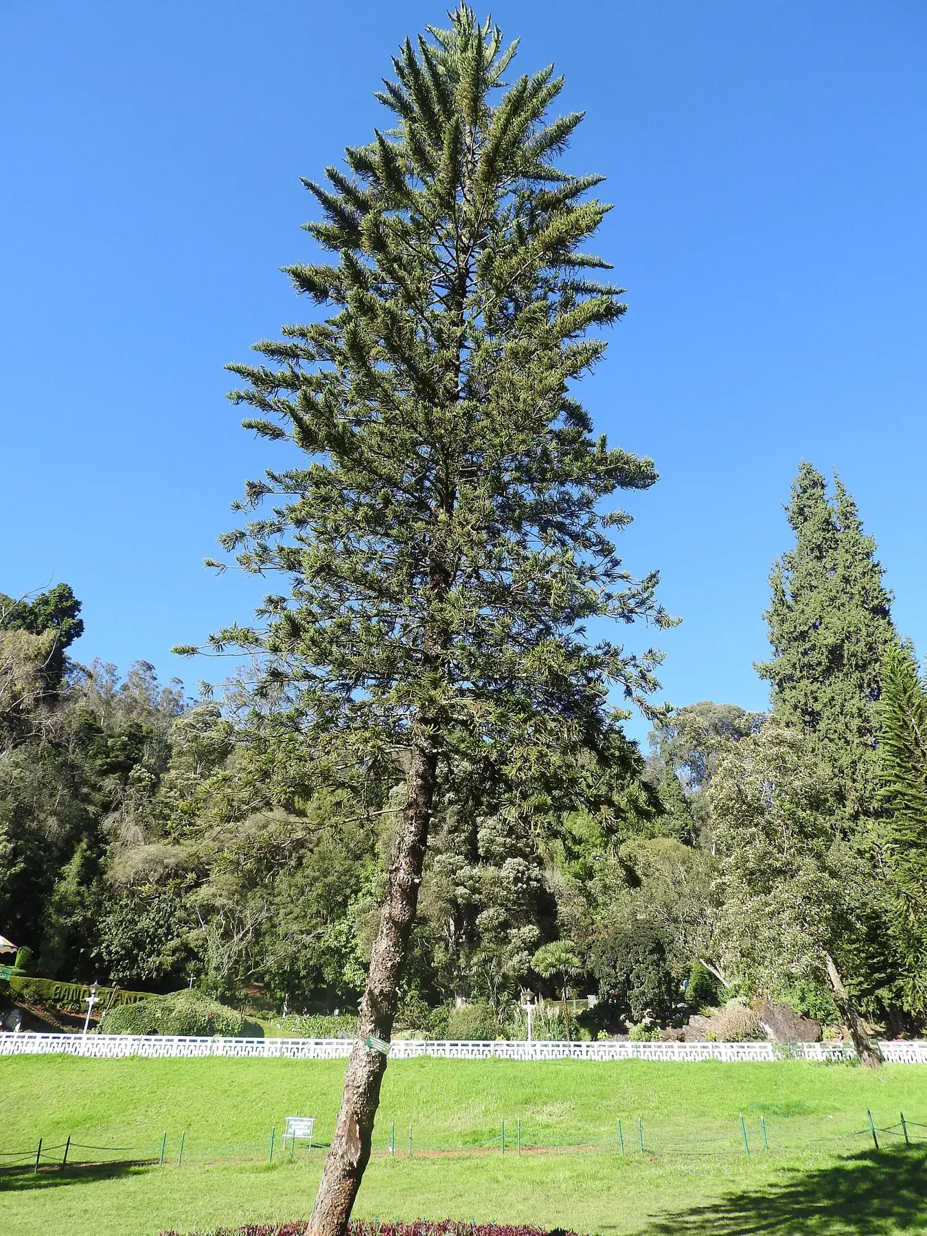 Araucaria columnaris, Botanical Garden, Ooty, India 2