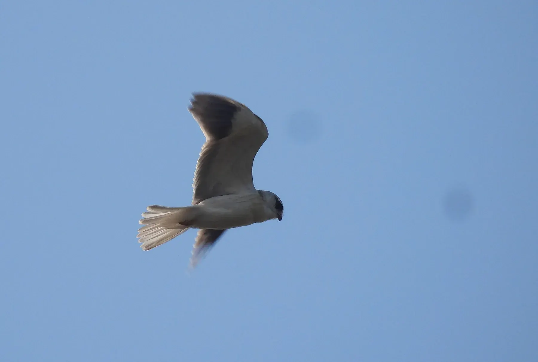 Black-winged Kite (Elanus caeruleus) hovering in Greater Rann of Kutch, Gujarat, India DSCN7783
