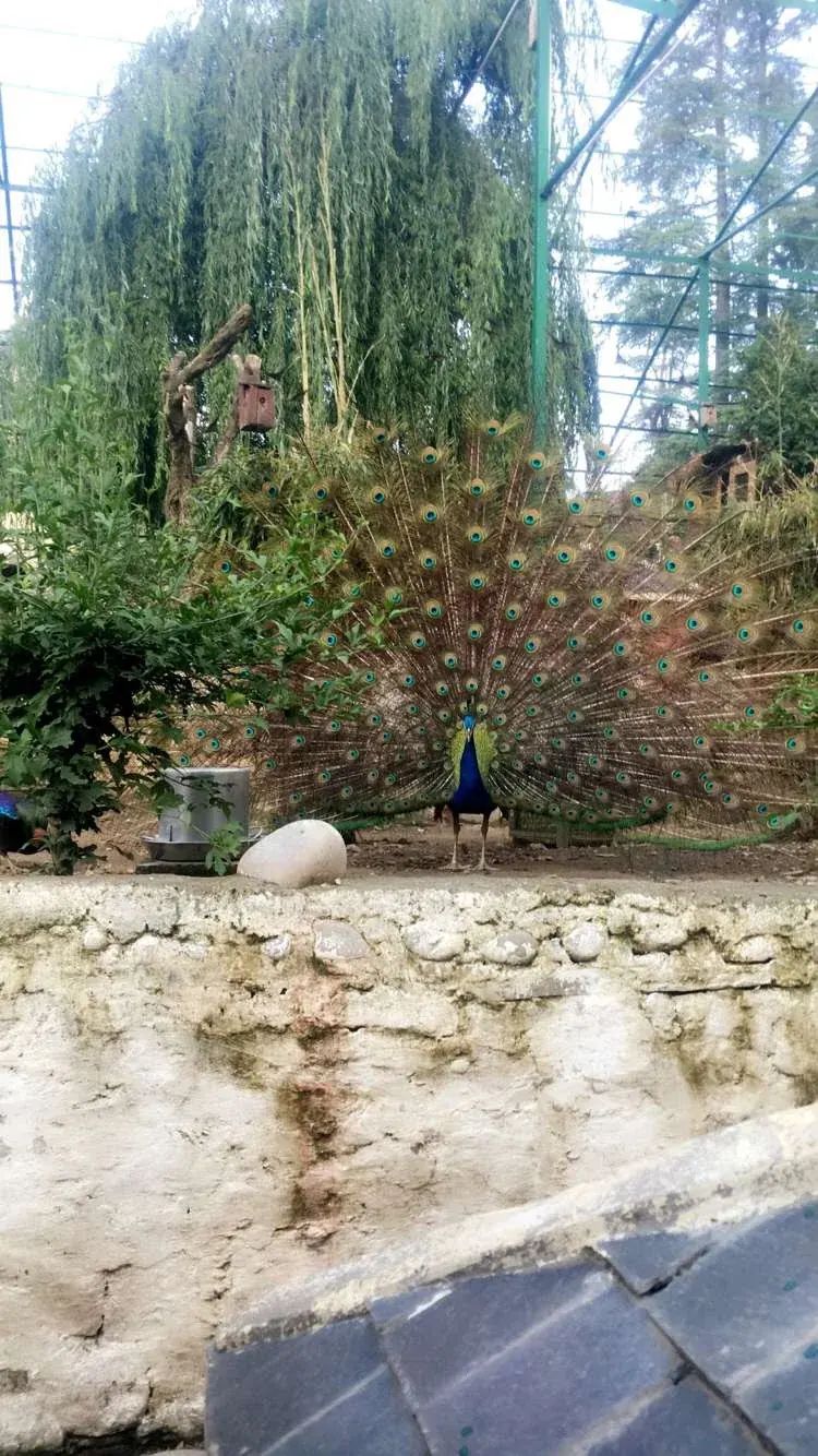 Birds of india 01