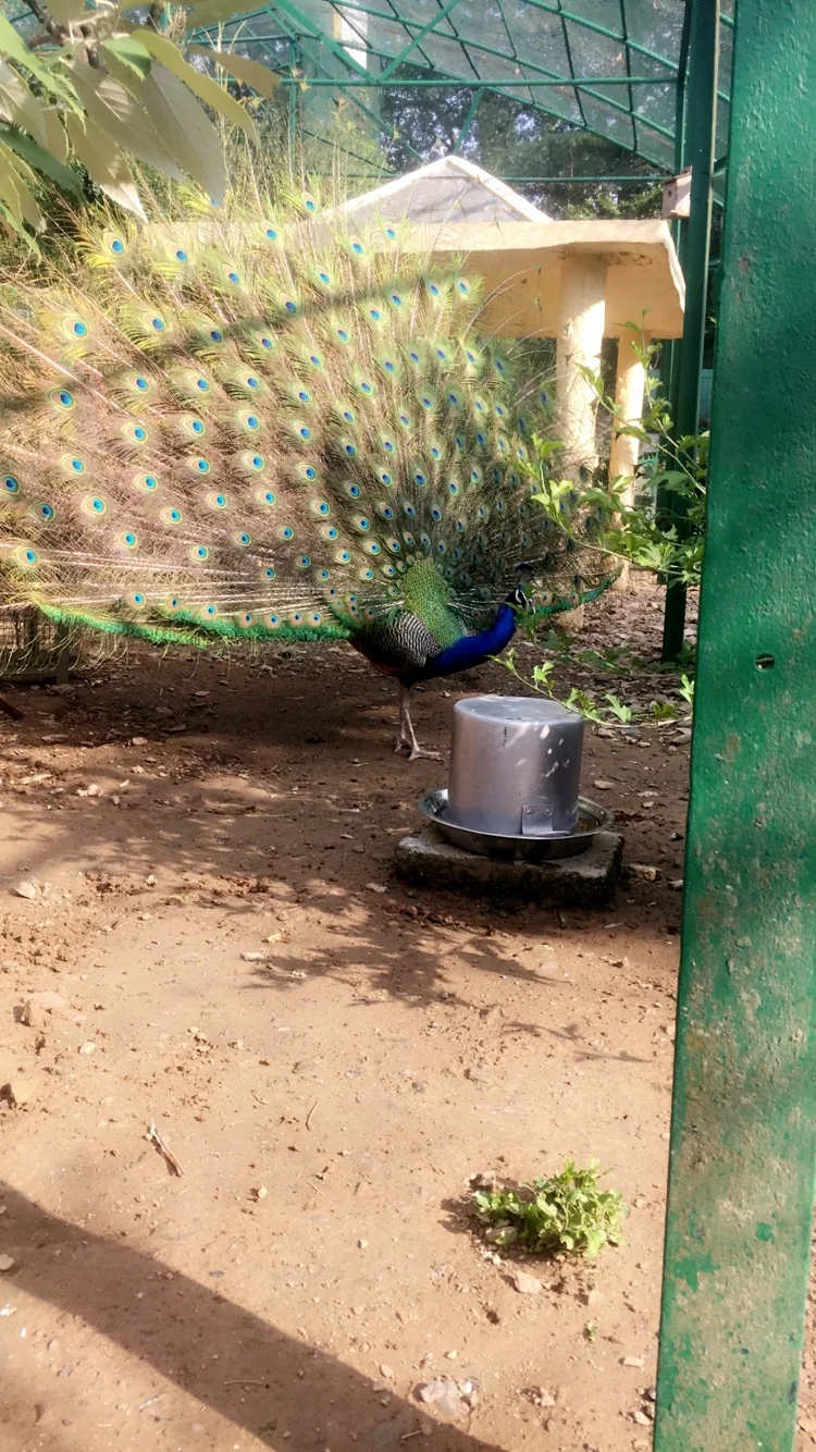 Birds of india 03
