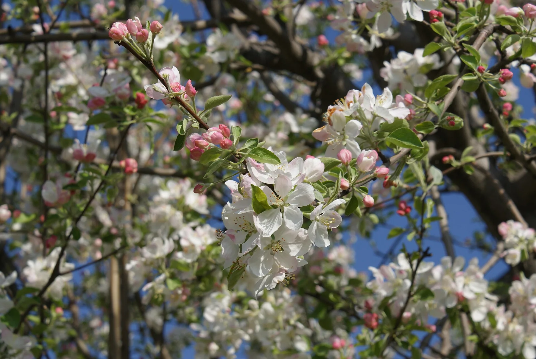 Apple blossoms in Srinagar, India